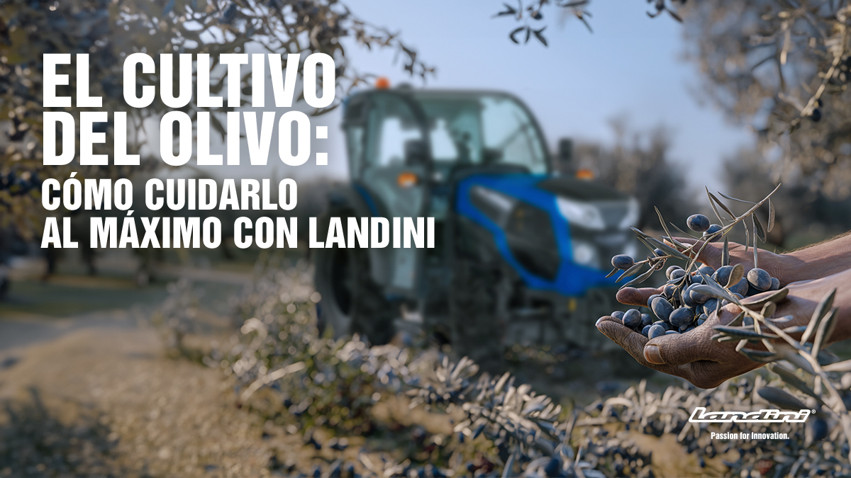 El cultivo del olivo: cómo cuidarlo al máximo con Landini