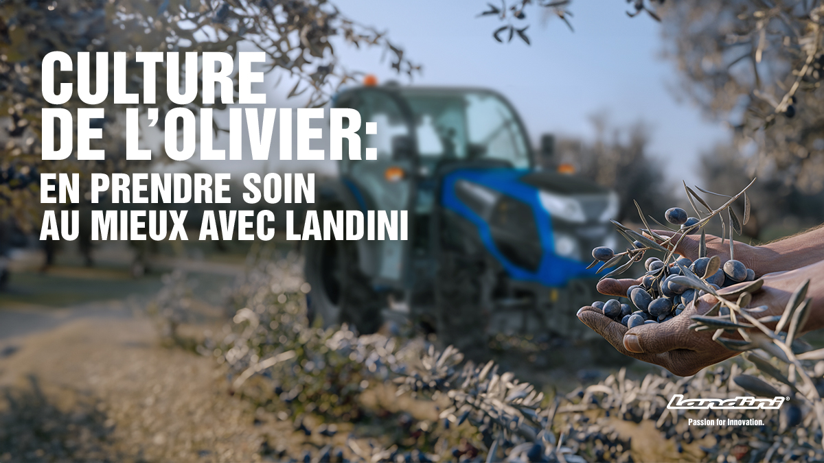 Culture de l’olivier : en prendre soin au mieux avec Landini